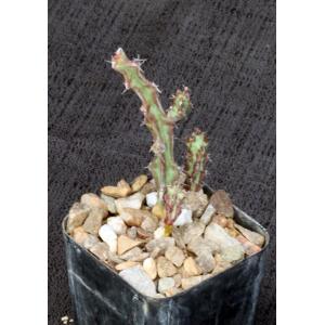 Euphorbia bitataensis (Gilbert 7755) 2-inch pots
