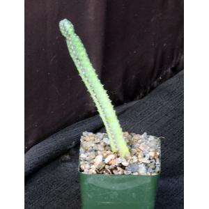 Euphorbia boranensis 4-inch pots