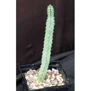 Euphorbia boranensis 5-inch pots