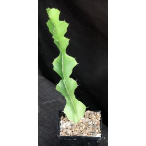 Euphorbia bougheyi 5-inch pots