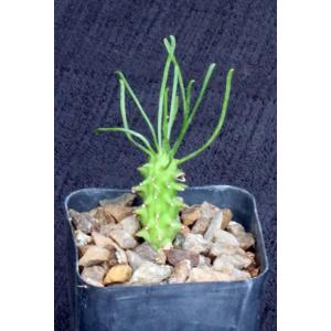 Euphorbia brakdamensis 2-inch pots