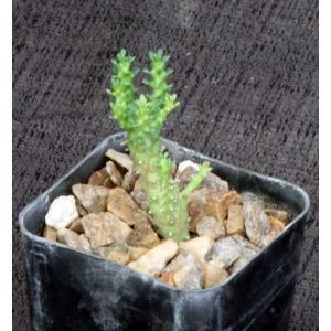 Euphorbia brevirama 2-inch pots