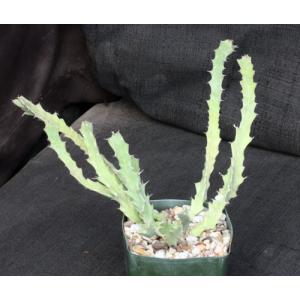 Euphorbia brevitorta 4-inch pots
