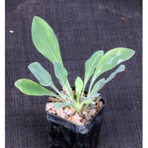 Euphorbia bupleurifolia 2-inch pots
