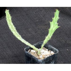 Euphorbia buruana 2-inch pots