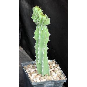 Euphorbia bussei var. kibwezensis (crest) 5-inch pots