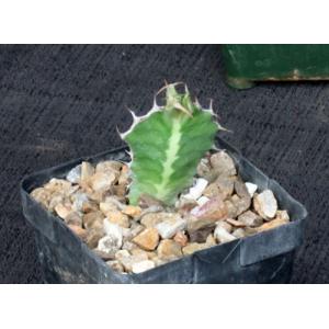 Euphorbia cactus (seedlings) 4-inch pots
