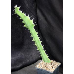 Euphorbia cactus 5-inch pots