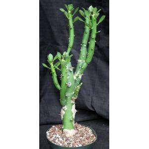Euphorbia caducifolia 8-inch pots