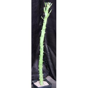 Euphorbia caducifolia one-gallon pots