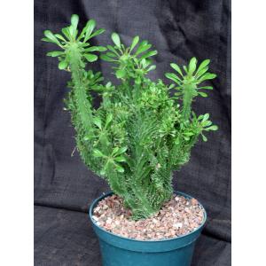 Euphorbia candelabrum (crest) 8-inch pots