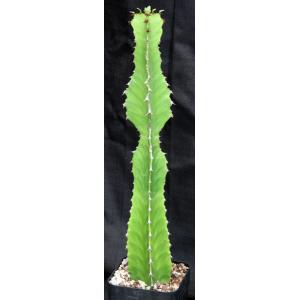 Euphorbia candelabrum one-gallon pots