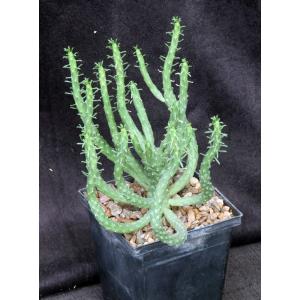 Euphorbia caput-medusae 5-inch pots