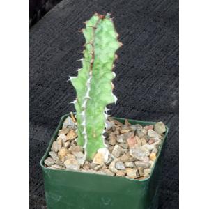 Euphorbia carteriana 4-inch pots