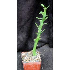 Euphorbia cattimandoo 4-inch pots