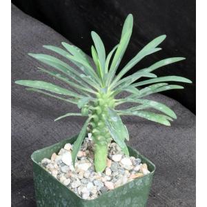 Euphorbia clava 4-inch pots