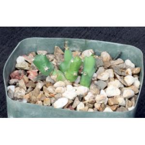 Euphorbia clivicola 5-inch pots