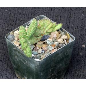 Euphorbia cumulata crest 3-inch pots