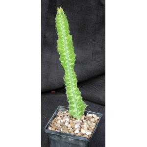 Euphorbia cv ‘Sunrise’ 5-inch pots