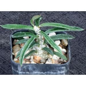 Euphorbia cylindrifolia ssp. tuberifera 2-inch pots