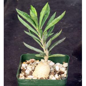 Euphorbia cylindrifolia ssp. tuberifera