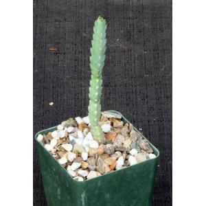 Euphorbia debilispina 4-inch pots