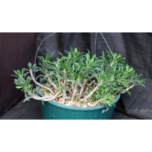 Euphorbia decaryi var. spirosticha 10-inch pots