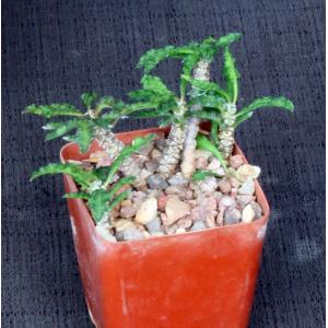 Euphorbia decaryi var. spirosticha 4-inch pots