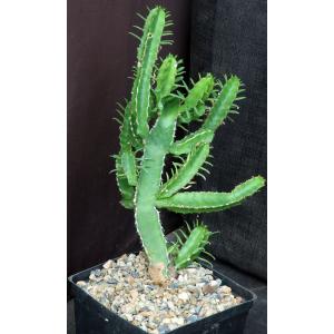 Euphorbia decliviticola one-gallon pots