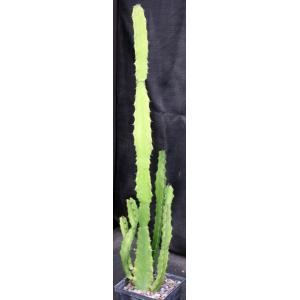 Euphorbia deightonii 5-inch pots