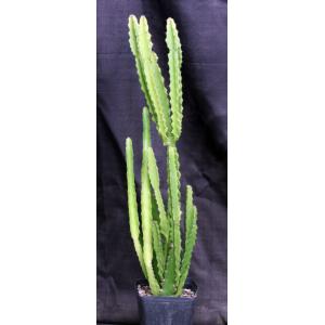 Euphorbia deightonii one-gallon pots