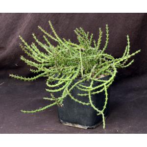 Euphorbia dichroa one-gallon pots