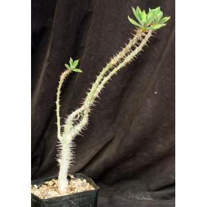 Euphorbia didiereoides one-gallon pots