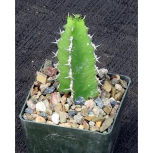 Euphorbia dumeticola 3-inch pots