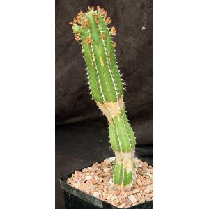 Euphorbia echinus one-gallon pots