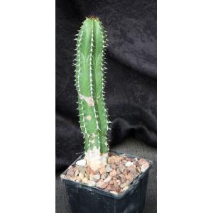 Euphorbia echinus 4-inch pots