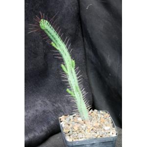 Euphorbia enopla ssp. enopla 5-inch pots