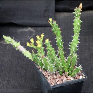 Euphorbia enormis 5-inch pots