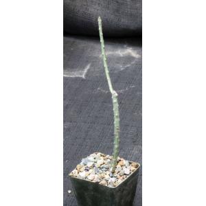 Euphorbia erlangeri 3-inch pots