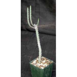 Euphorbia erlangeri 4-inch pots