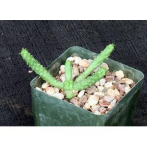 Euphorbia esculenta 4-inch pots