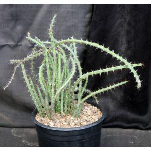 Euphorbia eyassiana 2-gallon pots