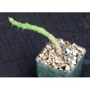 Euphorbia fascicaulis 4-inch pots