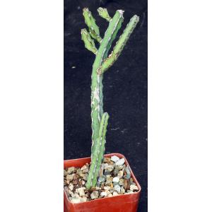 Euphorbia forolensis (Brown 44) 4-inch pots