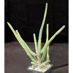 Euphorbia forolensis (Brown 44) 5-inch pots