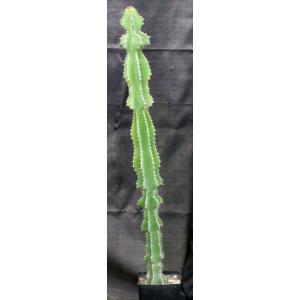 Euphorbia fortissima one-gallon pots