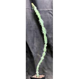 Euphorbia fractiflexa one-gallon pots
