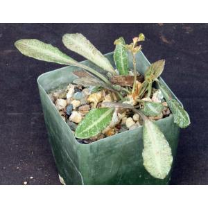 Euphorbia francoisii 4-inch pots