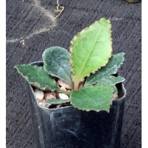Euphorbia francoisii var. crassicaule fm rubra 2-inch pots