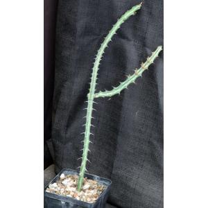 Euphorbia fluminis 5-inch pots